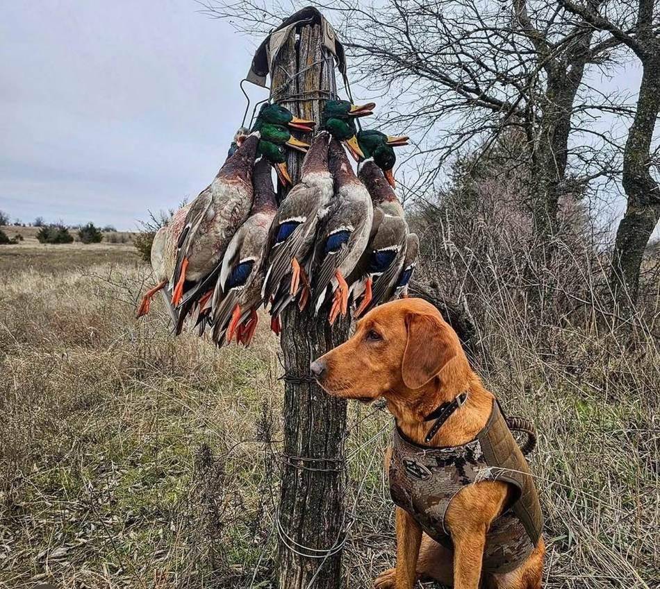 Fox red retriever eyeing a strap of drake mallards hung on the fence line
