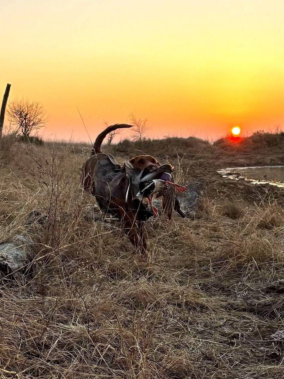 Retriever bringing a drake back across the prairie at sunrise