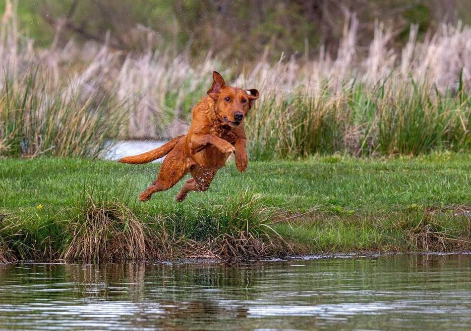 Young retriever launching across the bank at full stride