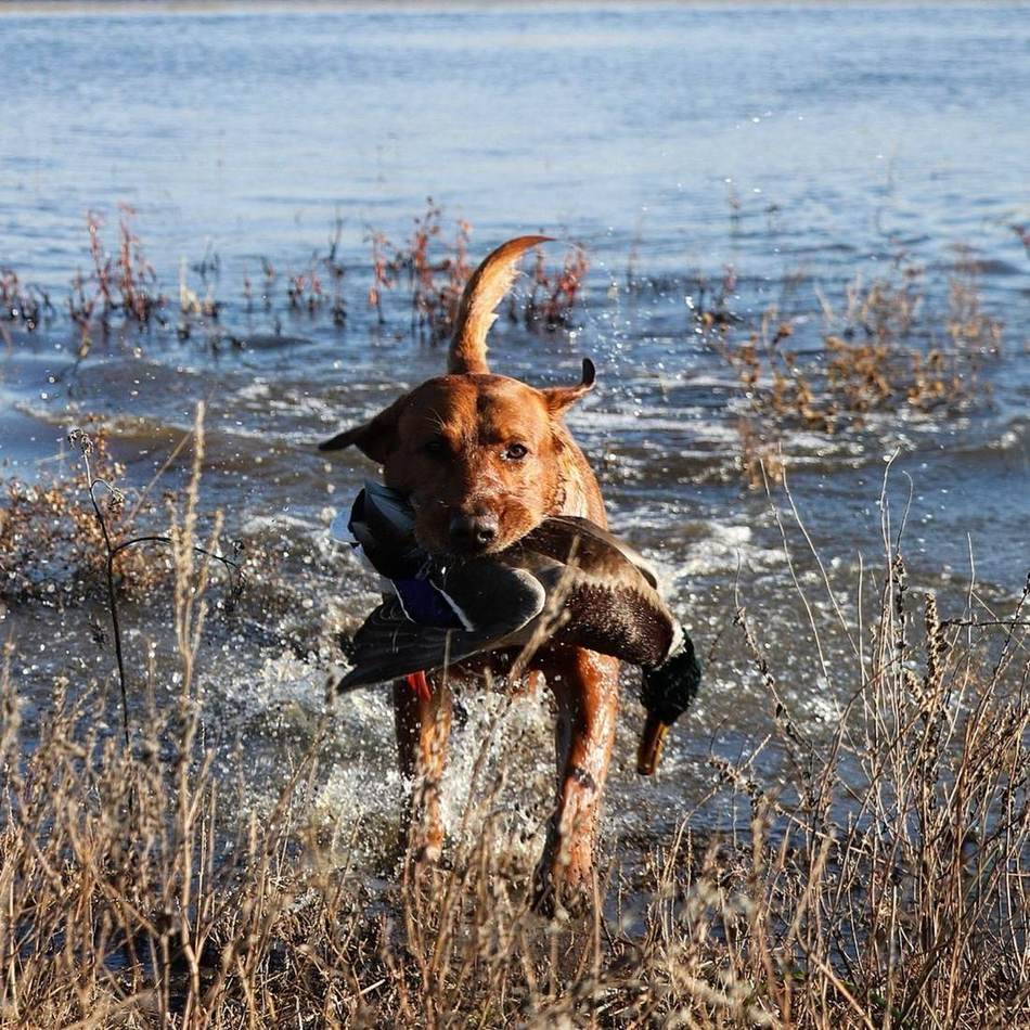 Retriever coming out of the water with a goose