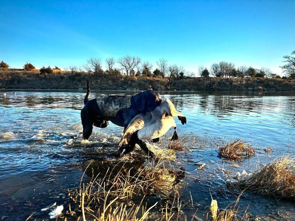 Black lab clearing the water with a goose in its mouth