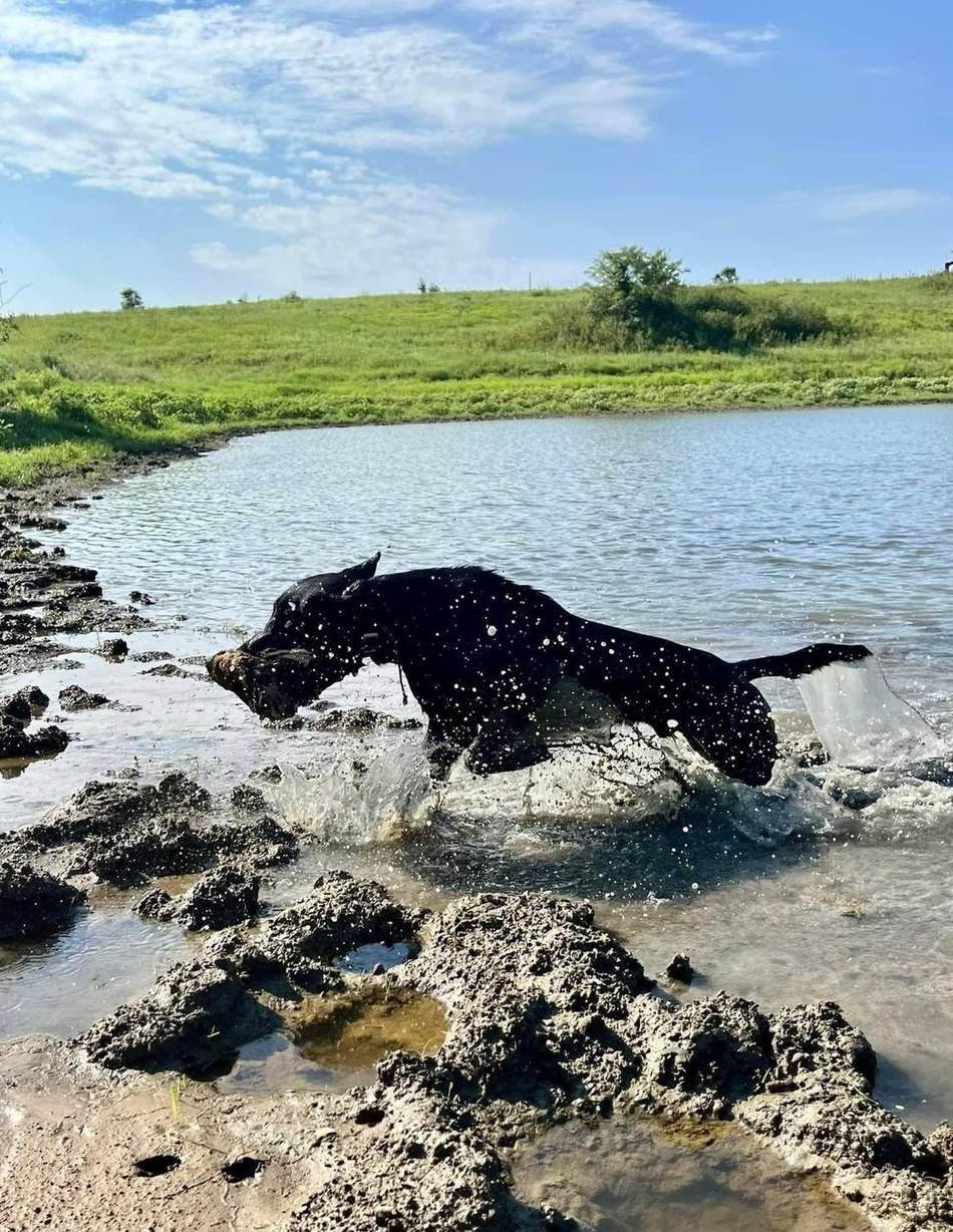 Retriever splashing out of the pond on a water retrieve
