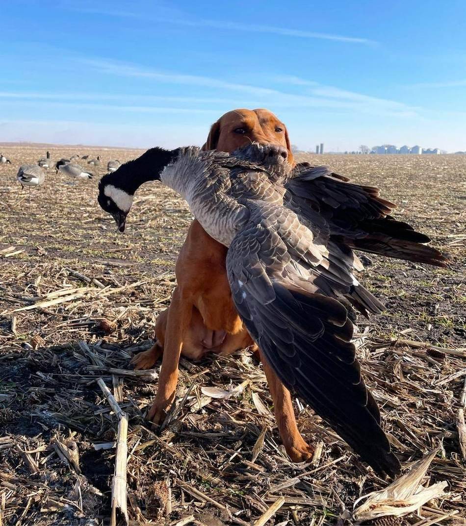 Fox red retriever holding a specklebelly goose in the stubble