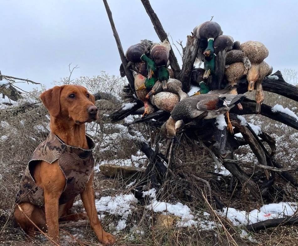 Fox red retriever beside a snowy pile of ducks and geese