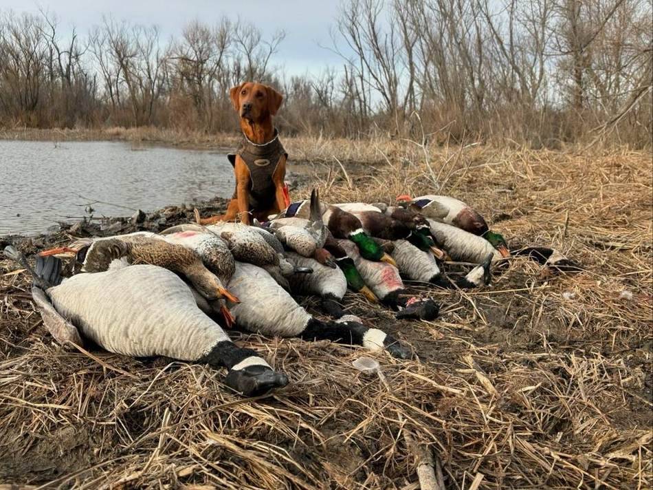Retriever sitting behind a mixed strap of ducks and snow geese