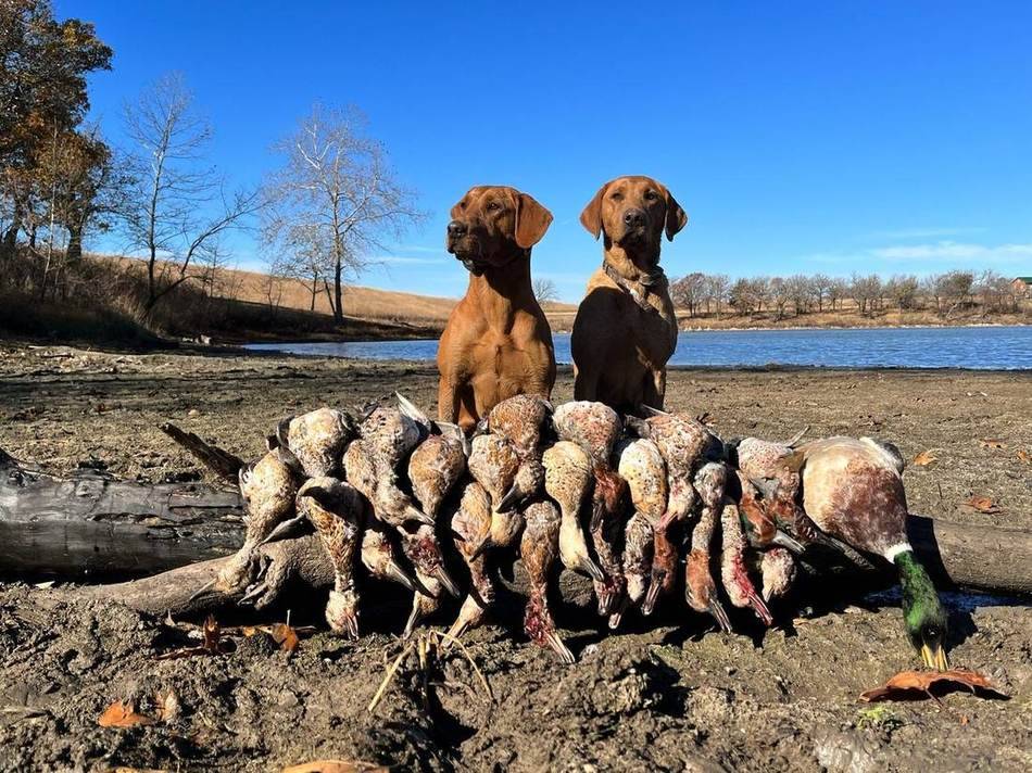 Two retrievers on the bank behind a long line of the morning limit