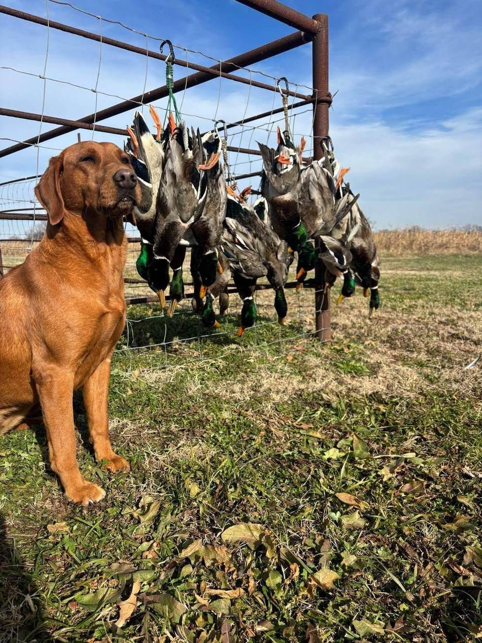 Fox red retriever standing over a strap of mallards in the field