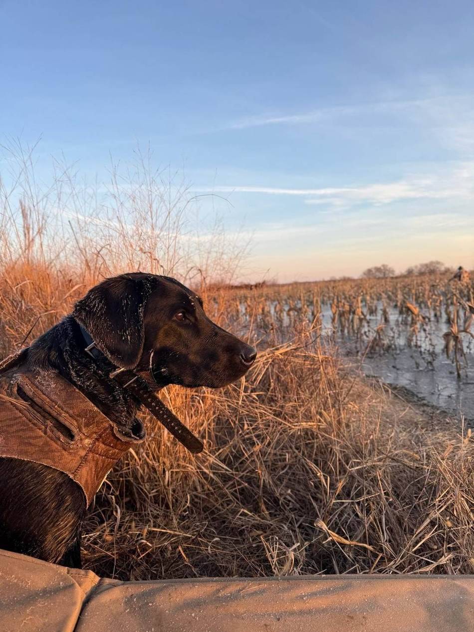 Chocolate lab watching the water from the bank at sunset