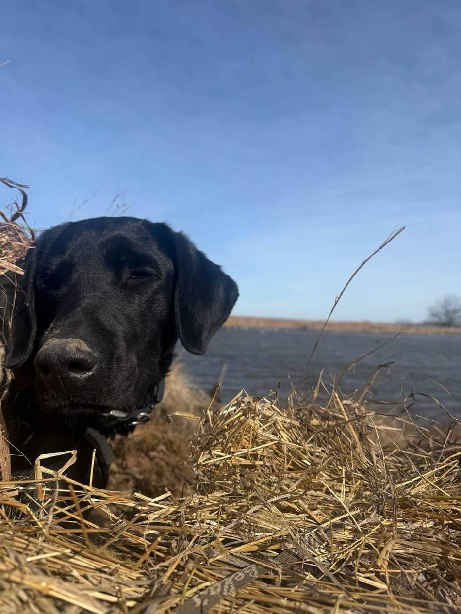 Black lab bedded down in the field grass at first light