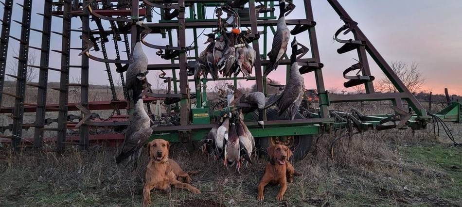 Two young retrievers and a strap of ducks in the field