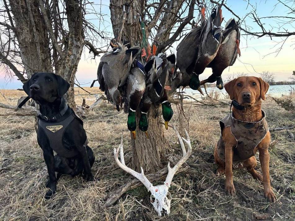 Black lab and fox red retriever beside a strap of drake mallards