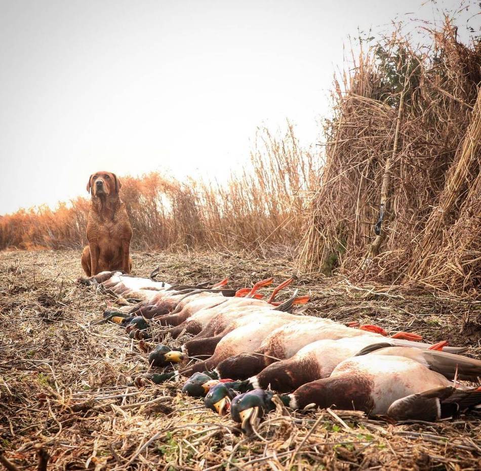 Long line of ducks and geese laid out in front of the blind