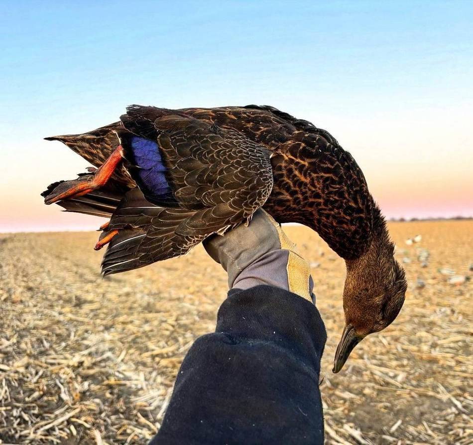 Drake mallard held up against a pink Kansas sunset