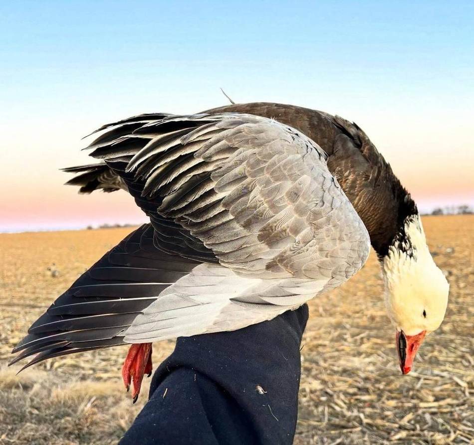 Specklebelly goose held against an open winter sky