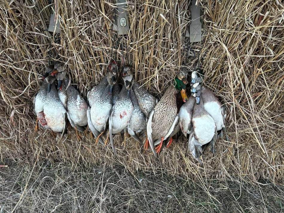 Row of ducks laid out on the levee after a morning shoot