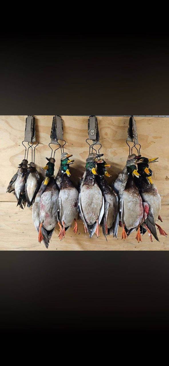 Six drake mallards hung on the rack after the hunt
