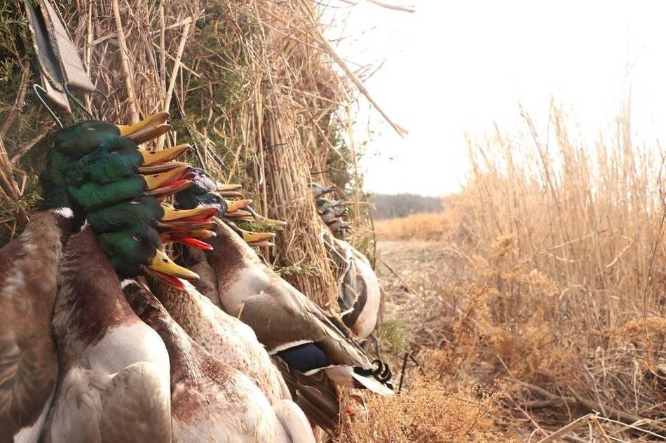 Strap of greenheads and specklebellies hung in the tree