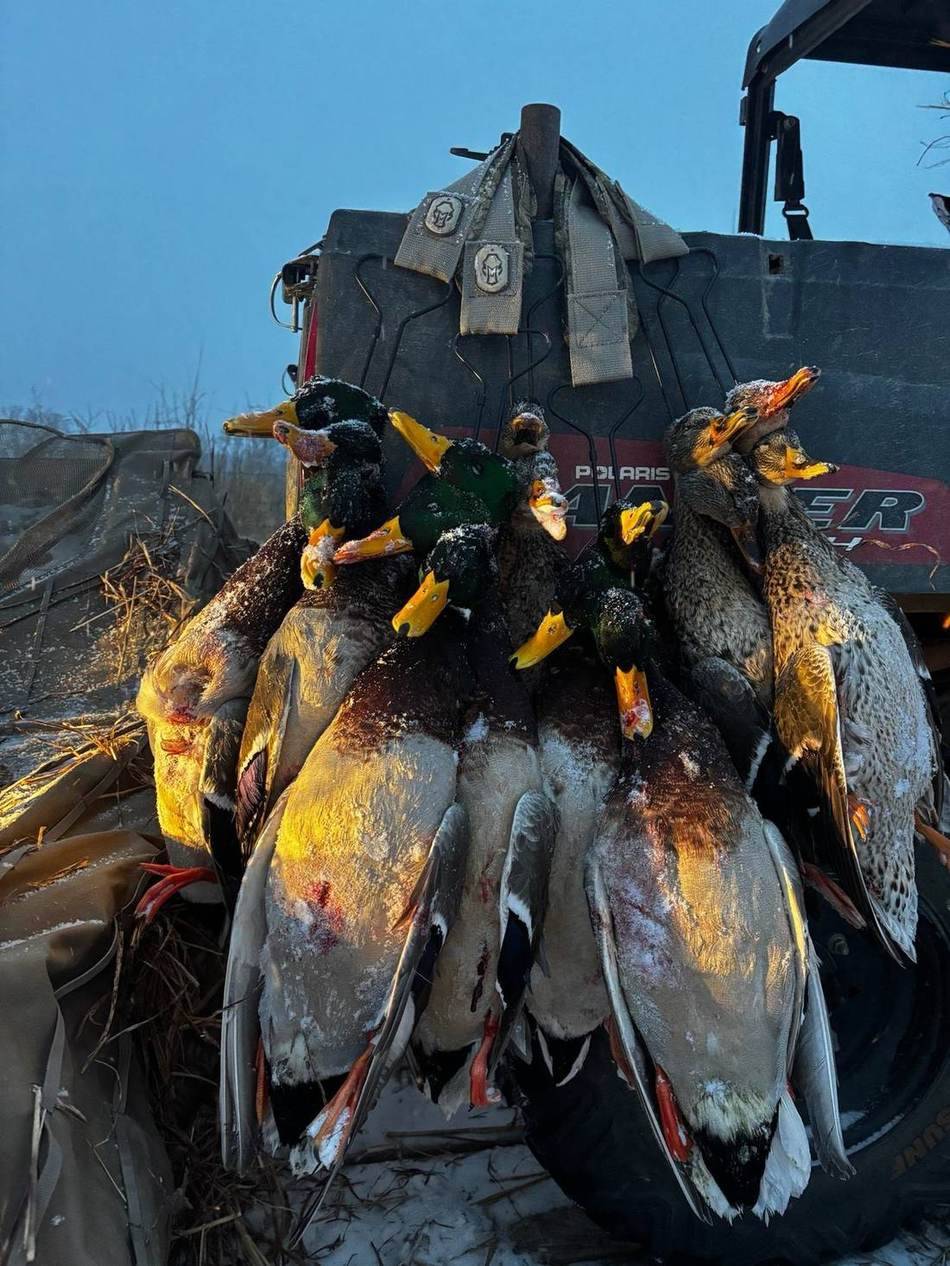 Mixed strap of mallards and widgeon hung by the blind