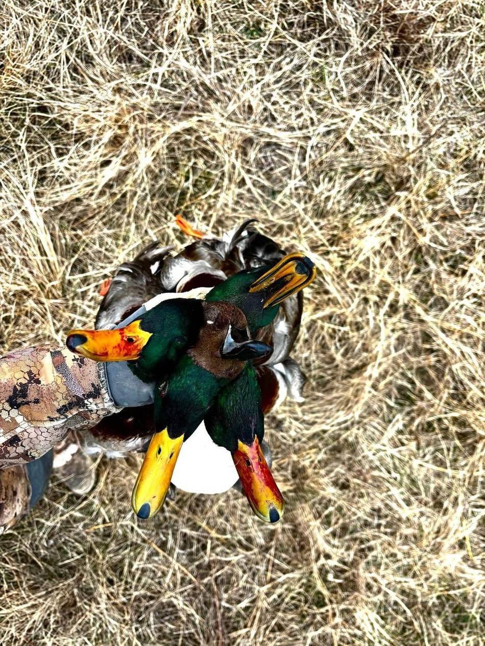 Drake mallards and pintail laid out in the field grass