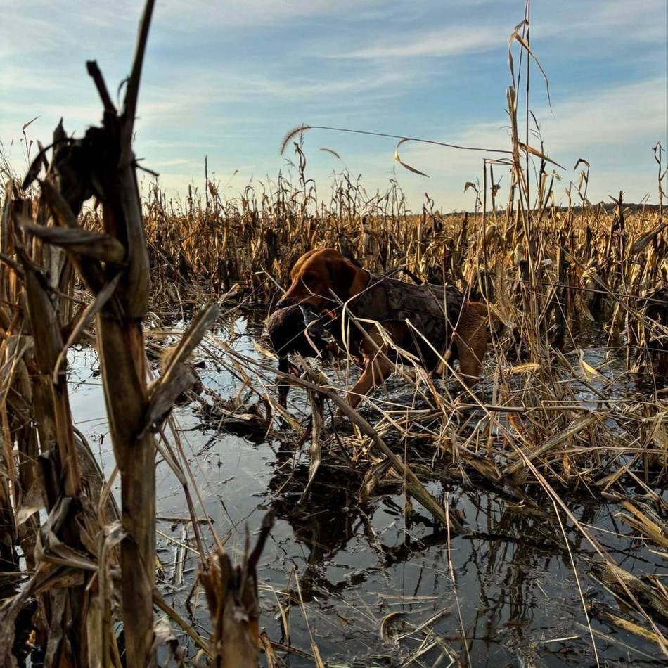 Flooded corn and timber at first light