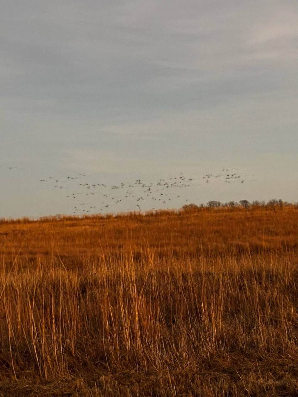 Ducks pouring off the marsh at sunrise