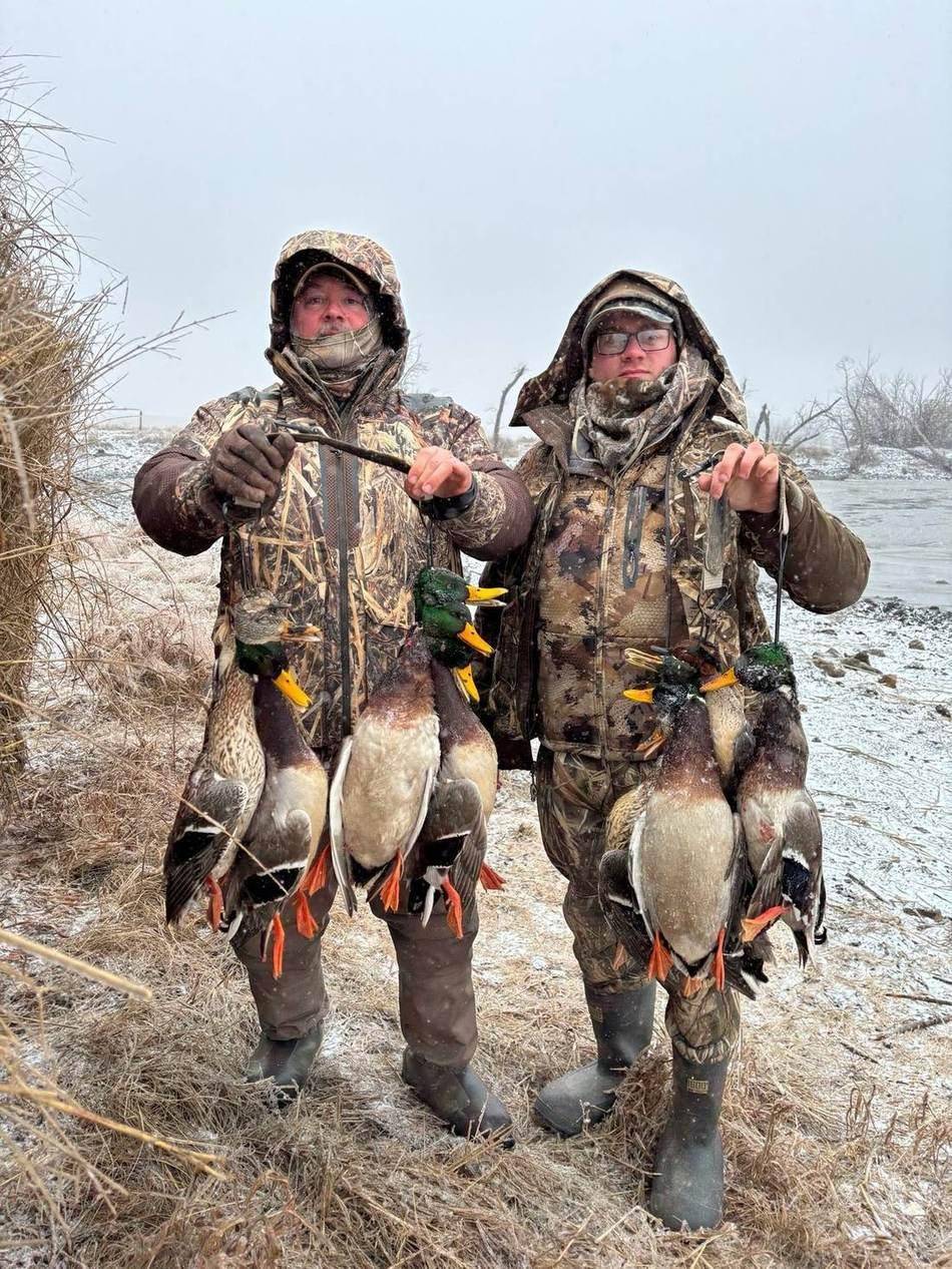 Two hunters holding a limit of drake mallards in the snow