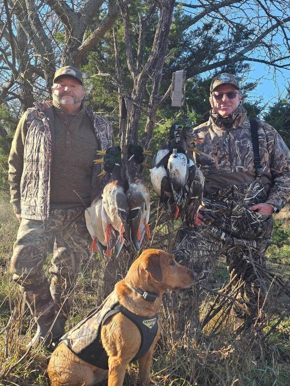 Hunters and dogs with the morning strap in the treeline
