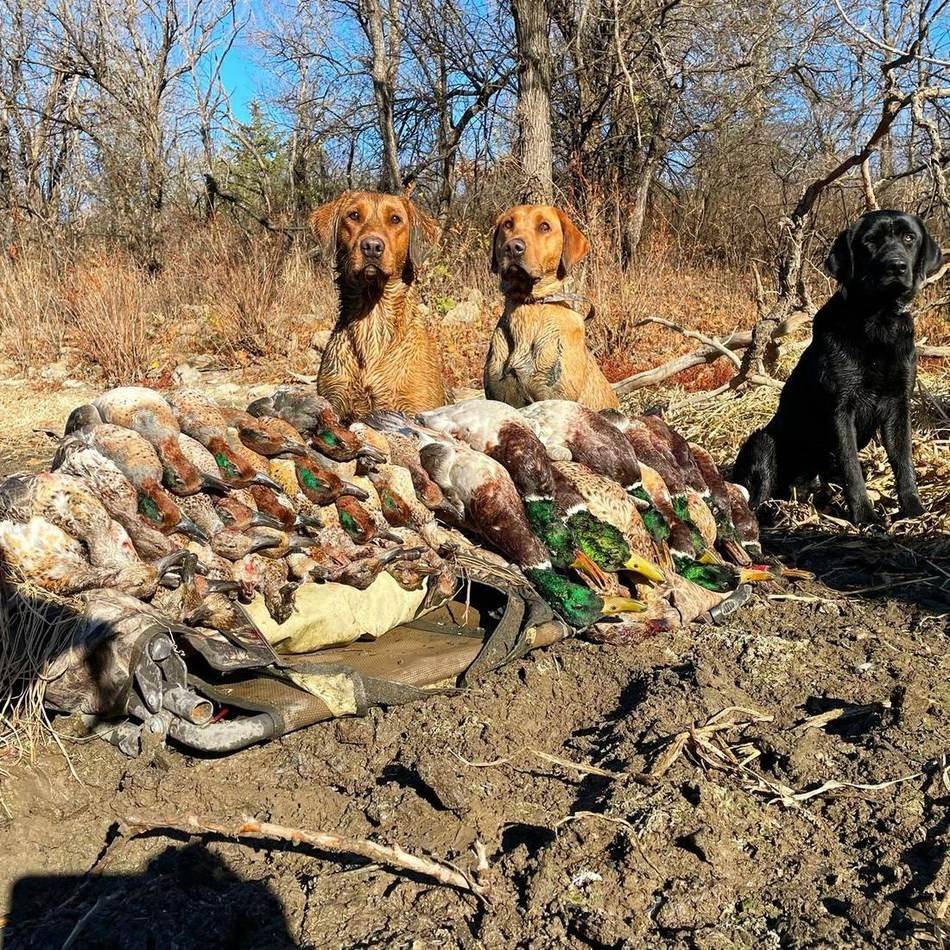 Retrievers and a full pile of ducks and geese on the bank
