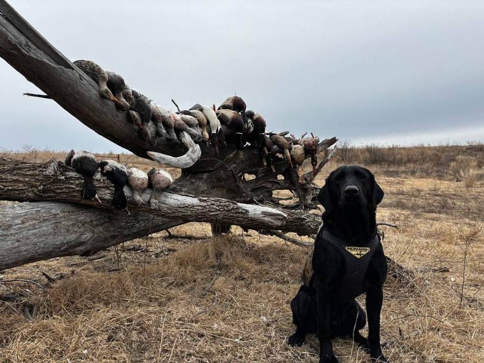 Black lab sitting under a strap of ducks hung on a downed tree