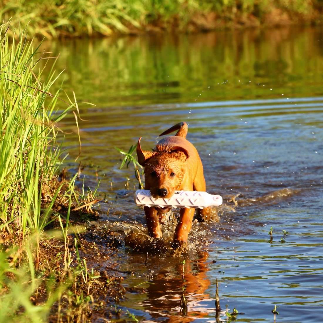 Retriever standing in the shallows on a stand with a drake