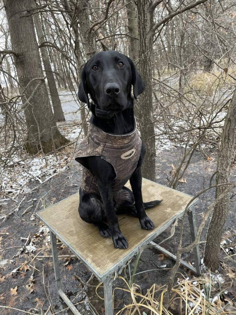 Black lab steady on a dog stand in the snow
