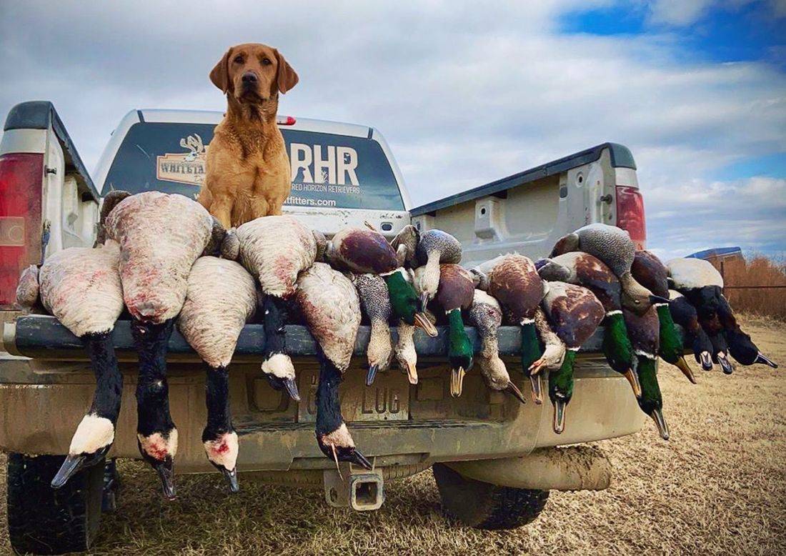Fox red retriever on the tailgate above a truck bed of ducks and decoys