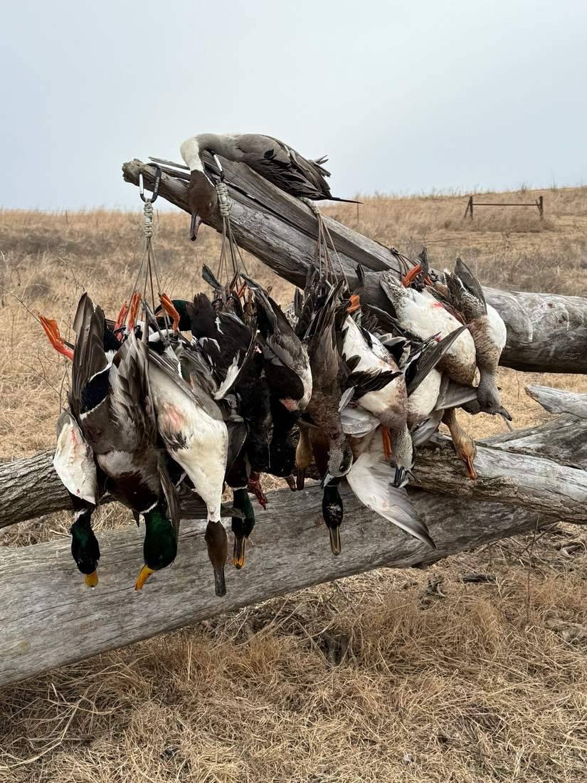 Ducks hung along a downed log at the edge of the field