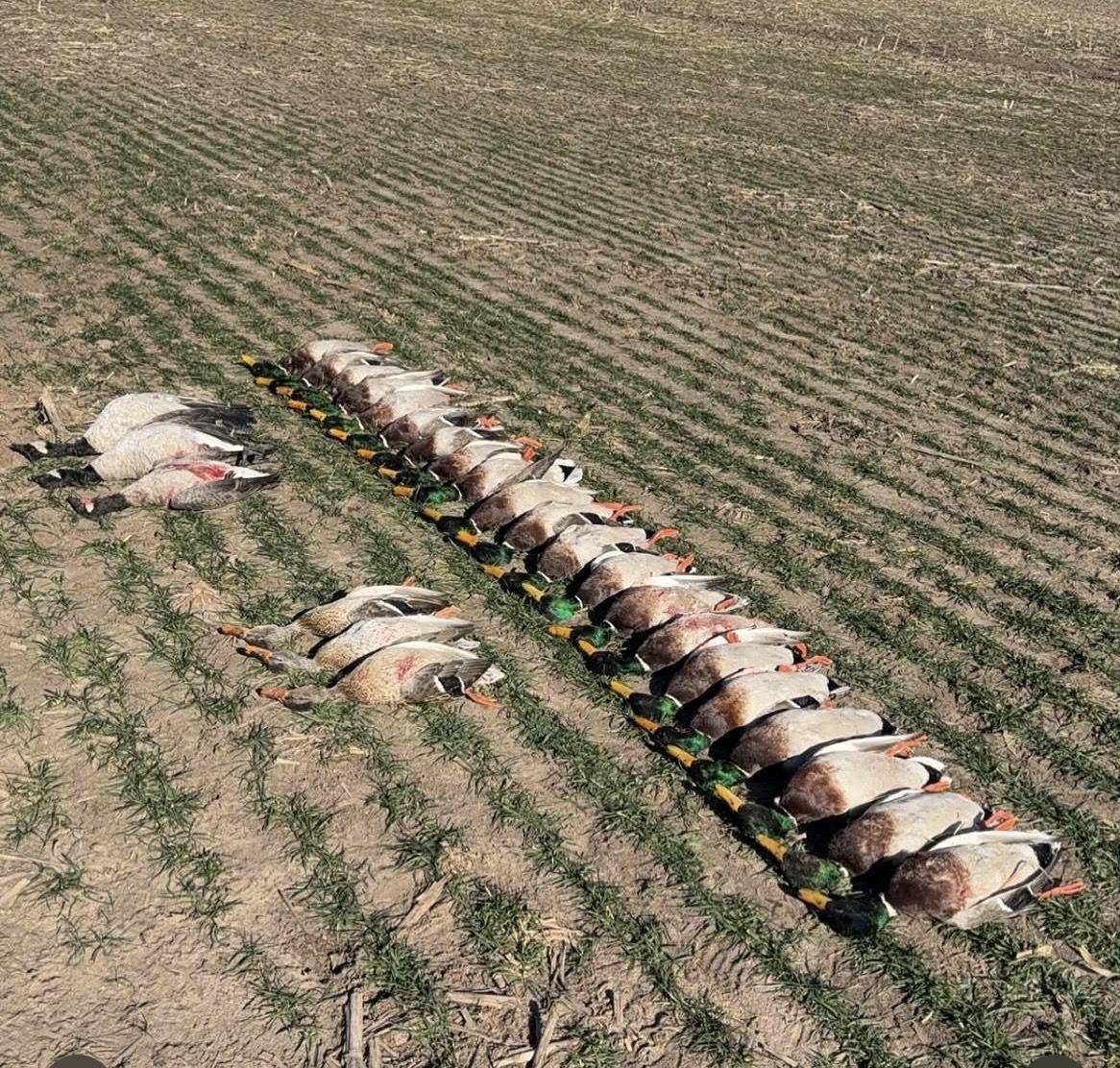 A long line of drake mallards laid out across the field rows