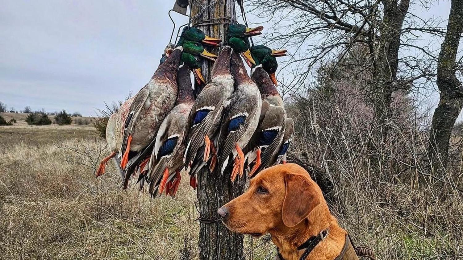 Strap of drake mallards hanging on a fence post with a fox red retriever waiting below