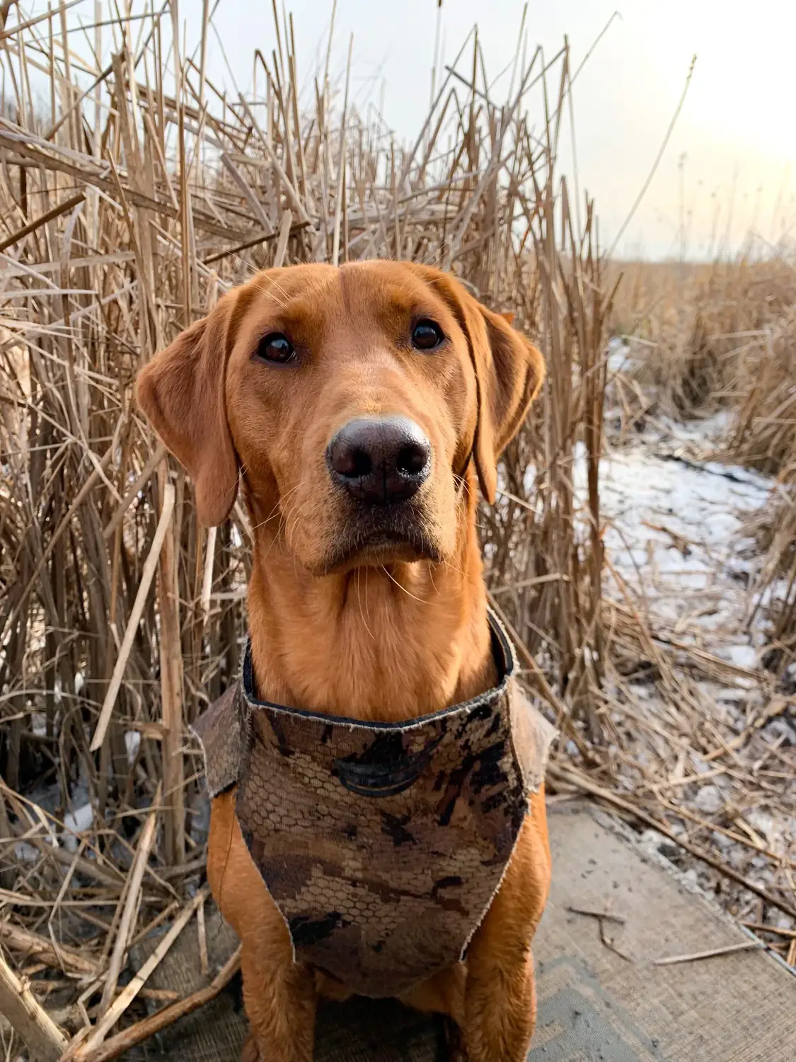 Fox red retriever portrait in the cattails wearing a neoprene vest
