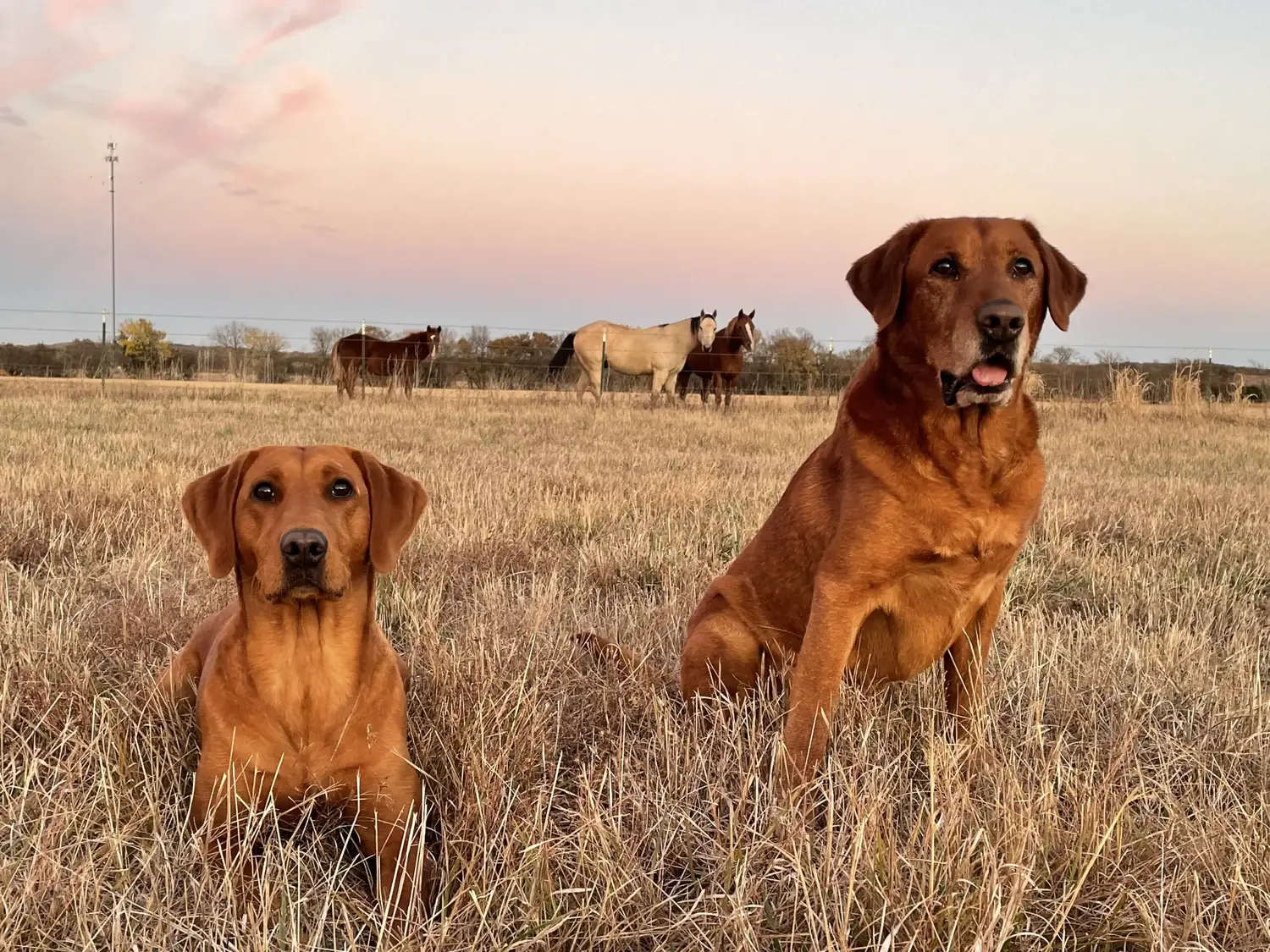 Two fox red retrievers in the pasture at last light