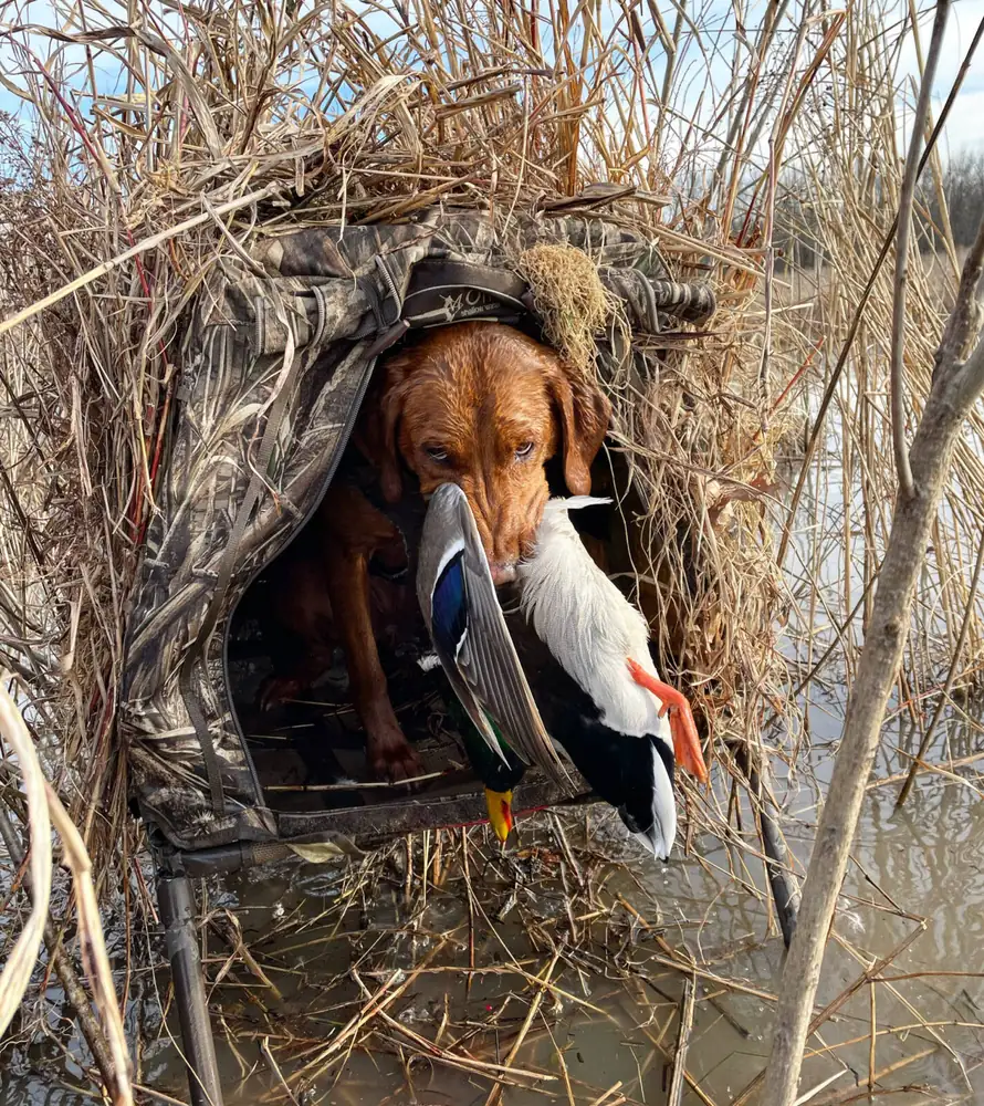 Retriever tucked into the blind holding a drake mallard