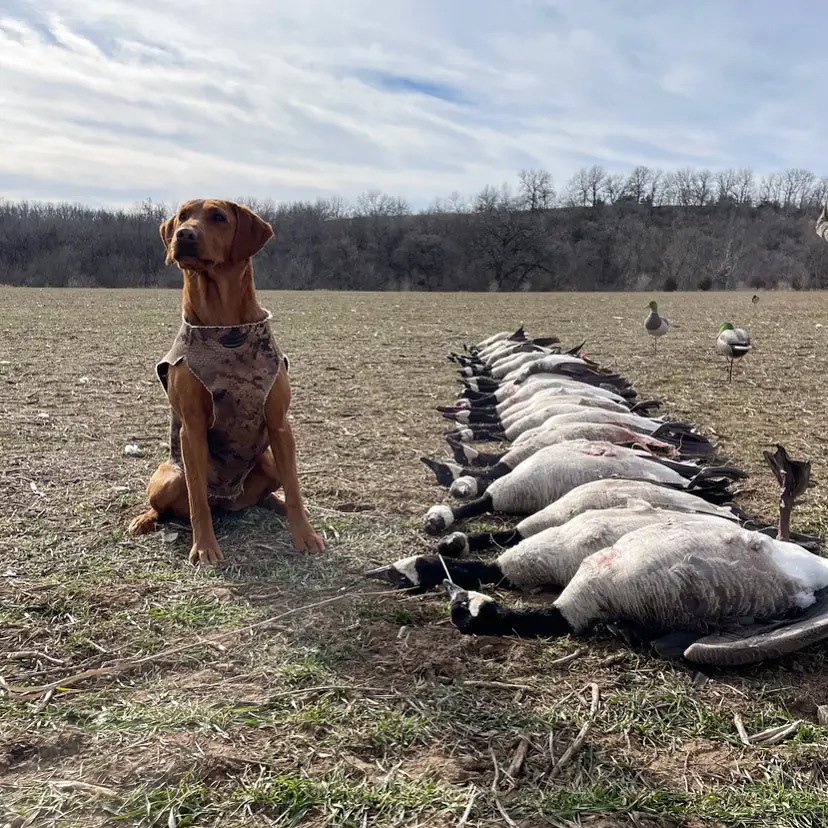 Retriever seated at the end of a long line of Canada geese
