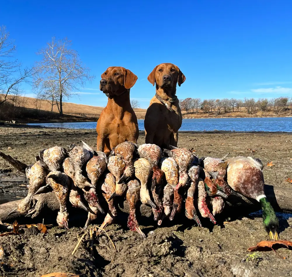 Two retrievers behind a mixed strap of ducks on the levee