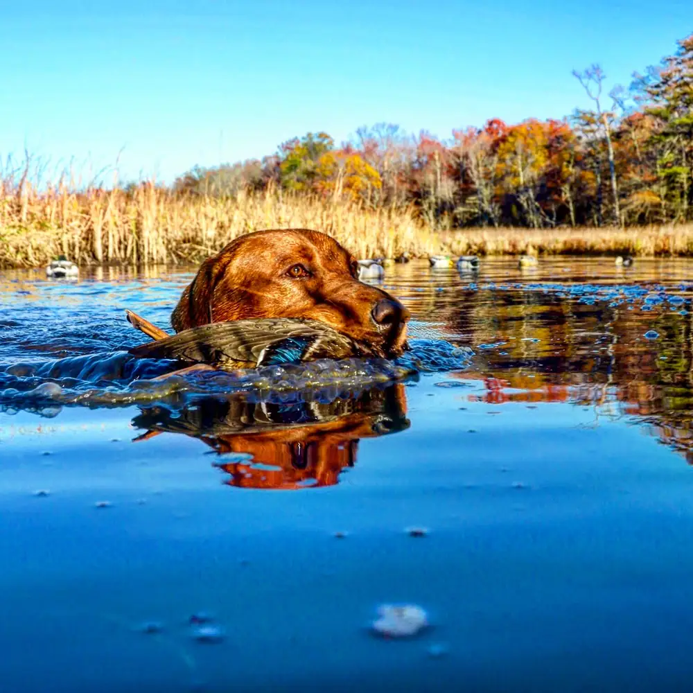 Fox red retriever swimming a mallard back through fall color