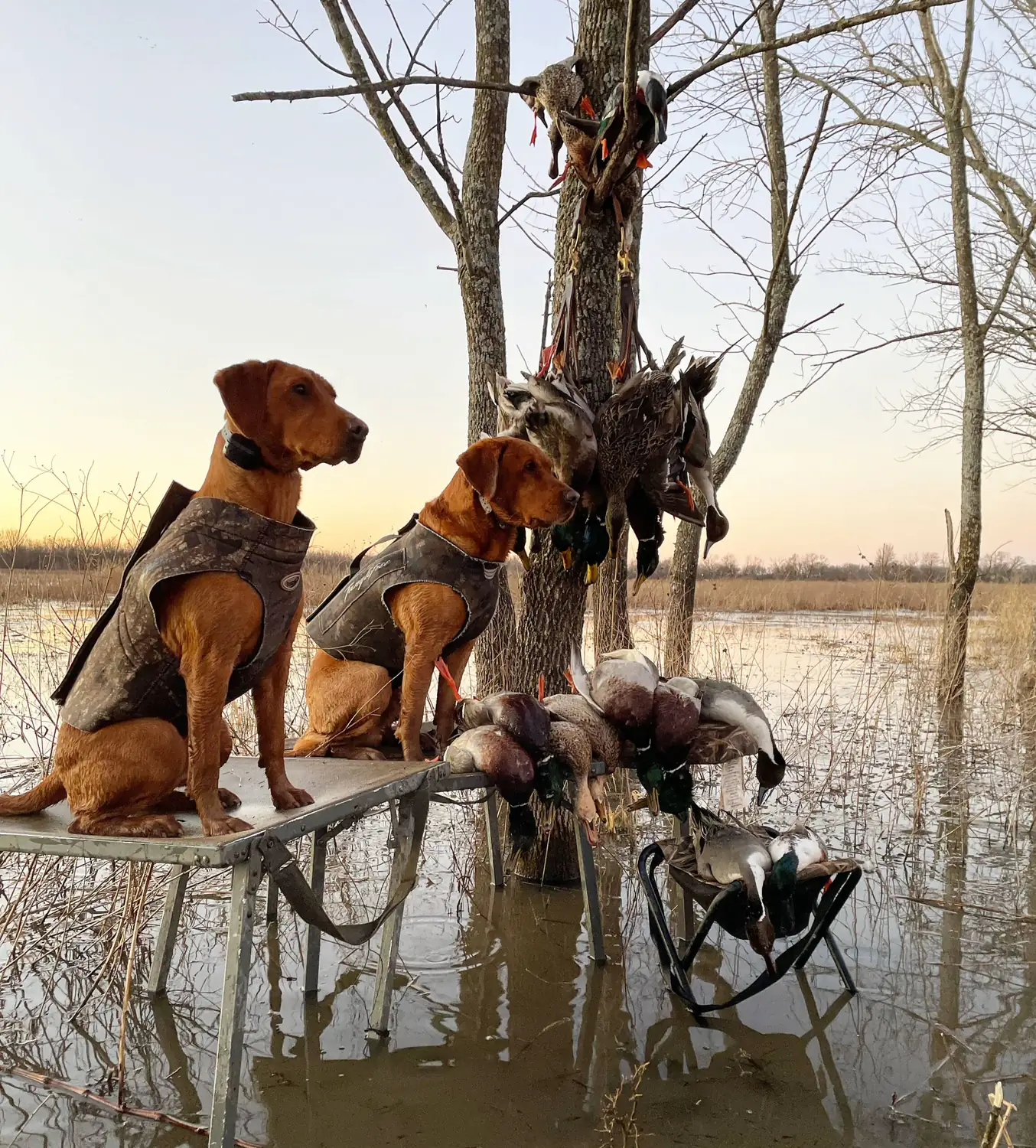 Two fox red retrievers on the dog stand at first light over flooded timber