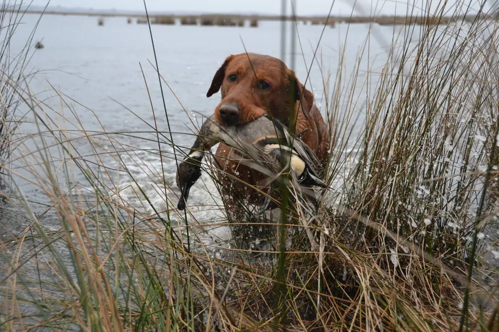 Retriever working the shoreline through the reeds