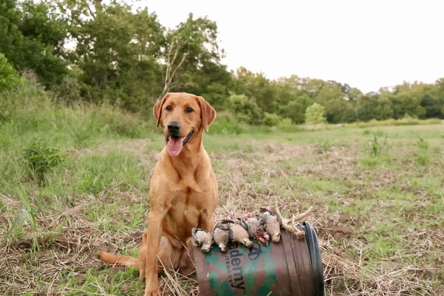 Young retriever holding a training bumper in the summer field