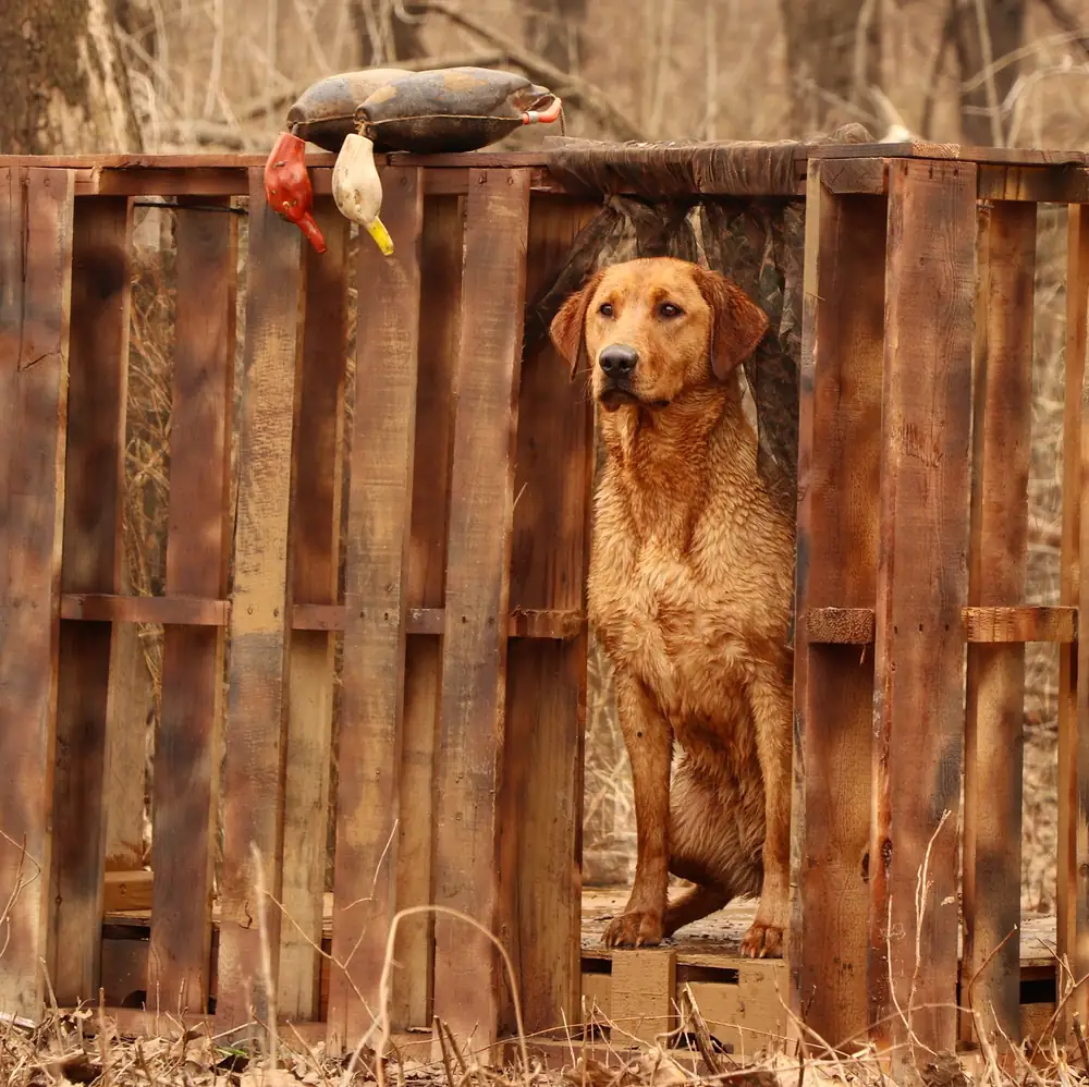 Fox red retriever portrait against a weathered barn wood backdrop