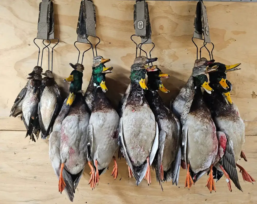Strap of drake mallards, pintails and wigeon hung on the trailer