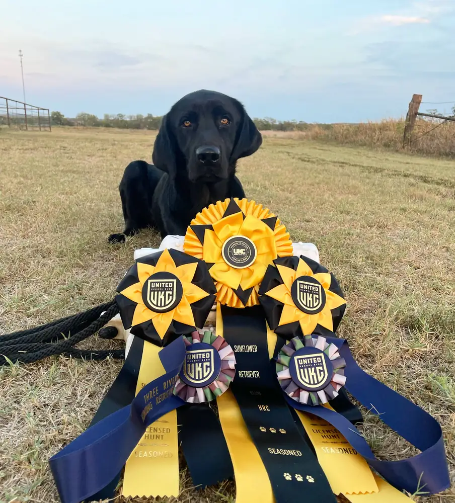 Black lab seated behind a spread of HRC hunt-test ribbons