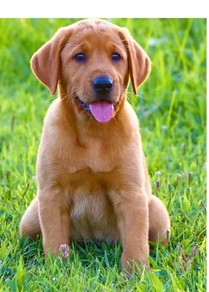 Fox red puppy sitting in the spring grass