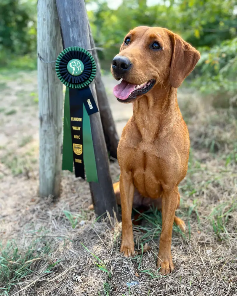 Retriever with a hunt-test ribbon hung on the post