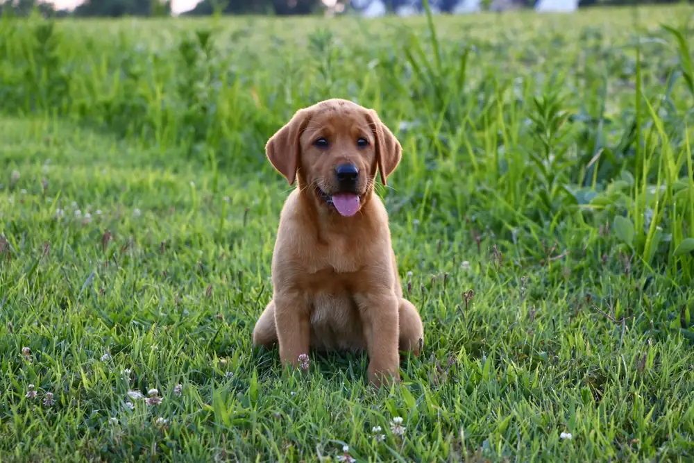 Young puppy sitting up in the yard during early socialization